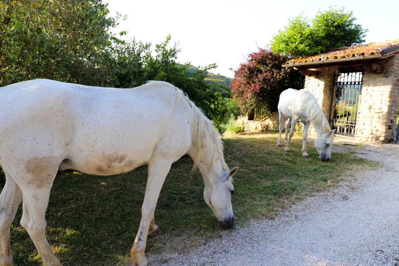 Agriturismo La Tana 卡斯泰洛城 外观 照片
